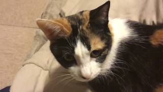 三毛猫靴下デビューフィルム a calico cat “Sox” debut film