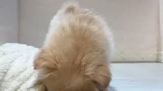 ハーフ犬の動画01