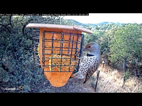 Woodpecker Fun In West Texas | Acorn Woodpeckers and Northern Flicker – Dec. 21, 2021