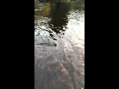 River Swale grayling