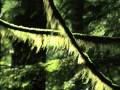 Michael W Smith - Kentucky Rose