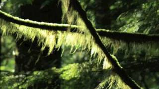 Michael W Smith - Kentucky Rose