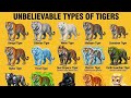 Types Of Tiger In The World All Tiger Species Explained Bengal Siberian White Tiger More