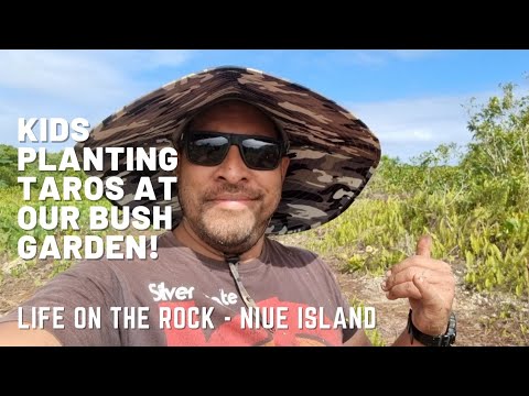Taro Farming 101! How we plant taros at our bush garden!