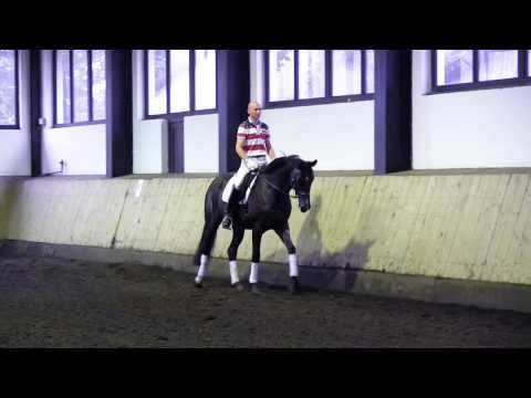 HANN. STUTE, geb. 2010, Desperados/ Buddenbrook