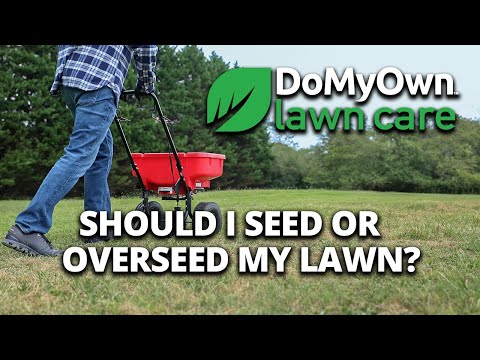  How to Know If You Should Seed or Overseed Your Lawn This Fall Video 