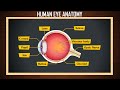 Human Eye Anatomy | Structure and function | Parts of the Eye