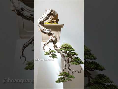 Dáng huyền - Thác đổ - Kengai - Cascade#bonsai #cascade #kengai #bonsaiart #bonsailife