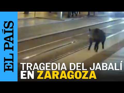 La Guardia Civil investiga el caso del jabalí que murió en un bar de copas en Zaragoza I EL PAÍS