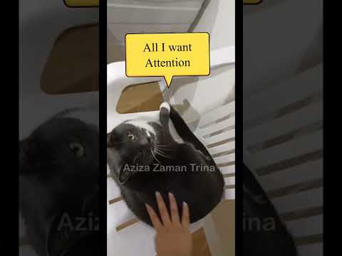 inda always need attention #love #cat #attention #pets #black #cats #catlovers