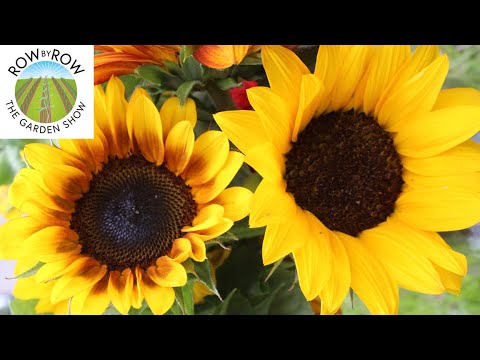 image-What flowers will attract bees to my vegetable garden?