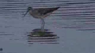 preview picture of video 'lesser yellowlegs'