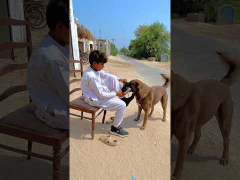 Allah sent the dog save Him trending#video# viralvideo#