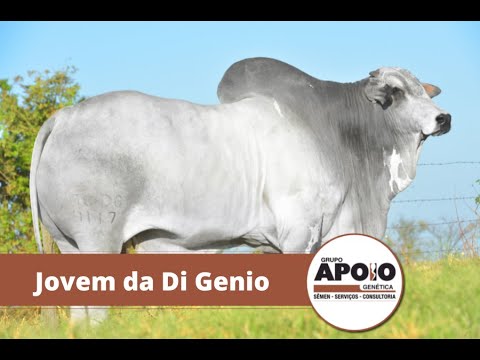 Touro Jovem da Di Genio - Raça Nelore