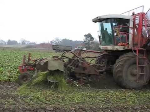Sugar beet lifting in Suffolk, UK