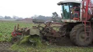 Sugar beet lifting in Suffolk, UK