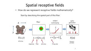MIT 9: Receptive Fields