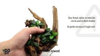 Download lagu Popular Aquarium Plants - Anubias! mp3