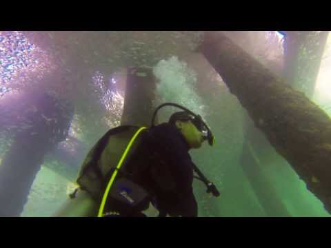 Dancing with The Salang Yellow Tail Snapper