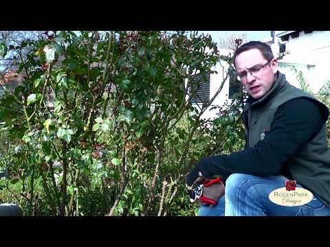 Rosenschnitt Teil 1 - Strauchrosen