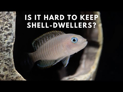 Lamprológus mnohopruhý (Neolamprologus multifasciatus) — species profil, akvárium a starostlivosť