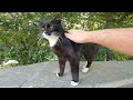Very Sweet Tuxedo Kitten With A Long Mustache And Cute Meows
