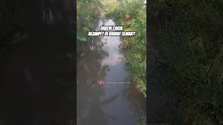 Download lagu Sembunyi di semak-semak #fyp #viral #trending #fypviralシ #fypシ゚ #wader #mancing #wadercakul mp3