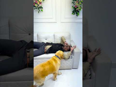 मेरे डॉग ने क्या प्लान बनाया😱 #funnydogs #shorts
