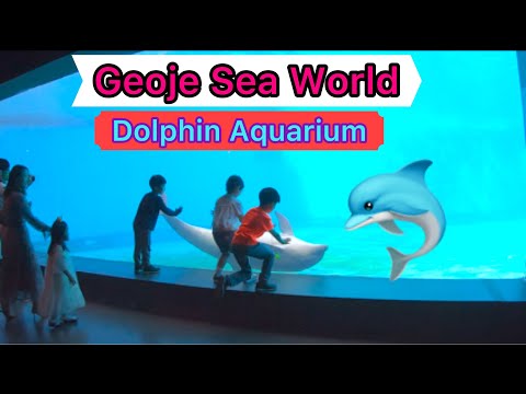 Golfinho 🐬 Aquário | Geoje Sea World | Coreia do Sul |