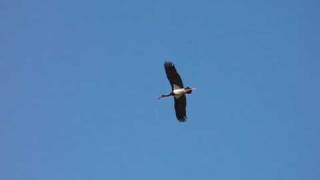 preview picture of video 'Black Stork in Bohemia. Čáp černý(Turnov-Český ráj)'