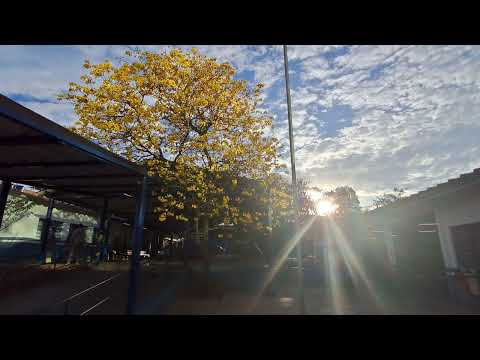 O ipê-amarelo, E.M Francisca Manoel de Oliveira, Cotia, São Paulo.