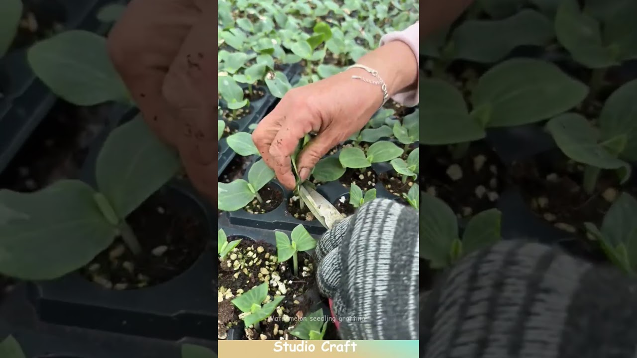 Watermelon seedling grafting! #planting