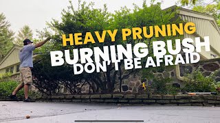 Heavy Pruning on a Burning Bush - Don’t be AFRAID!!