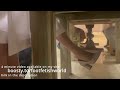 Candid Heels Dangling And Shoeplay By Secretary In Pantyhose