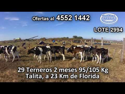 Lote 29 Terneros 28 HO - 1 KIWI 95/105 Kgkg -  en Talita, a 23 Km de Florida
