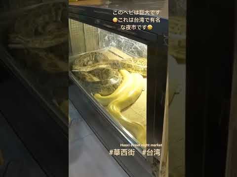 Esta cobra é enorme 😳 O Mercado Noturno Turístico da Rua Huaxi é famoso como o mercado noturno gourmet de classe turística mais internacional da cidade de Taipei