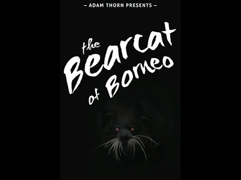 Adam Thorn Presents: The Bearcat of Borneo