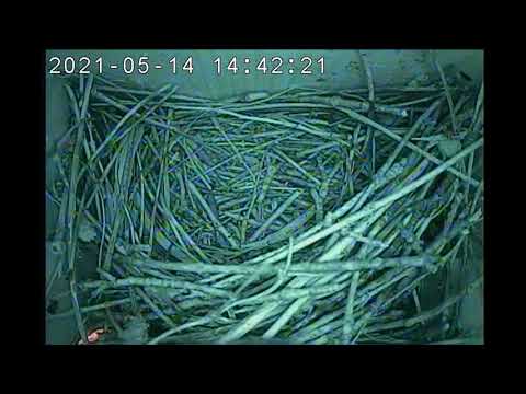 Nest Box #2: Female House Wren Inspecting the Nest