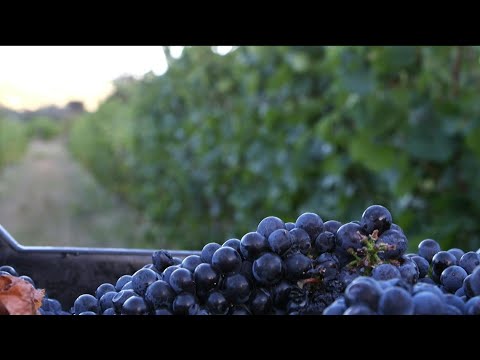 Video Thumbnail: South Africa's wine industry reels from alcohol bans | AFP
