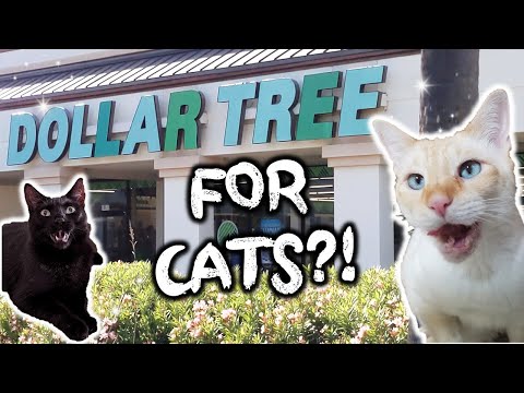 YouTube video about: Does dollar tree sell cat litter?