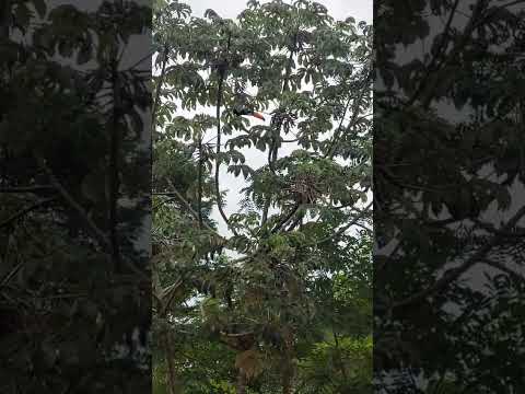 TUCANO NA CHÁCARA (SANTO ANTÔNIO DE POSSE) #sitio #vidanaroça