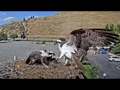 Osprey Fledgling Catches Iris By The Toe During Fish Delivery At Hellgate Nest – August 21, 2024