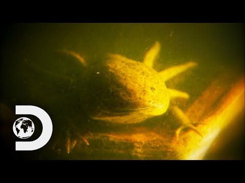 Nick Catches An Incredible Axolotl｜Nick Baker's Weird Creatures (Nick Catches An Incredible Axolotl | Nick Baker's Weird Creatures)