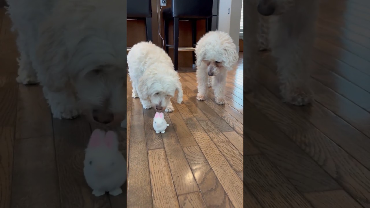 Ernie & Stella, a ADOPTABLE mixed breed in Toronto, ON video 6/6