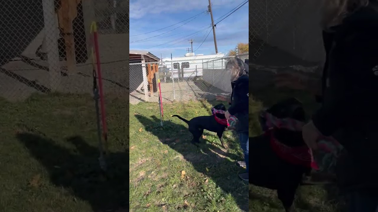 Enlarge Adoption Pending - Wilbur, a Adoptable Mixed Breed in Emmett, ID video 4/4