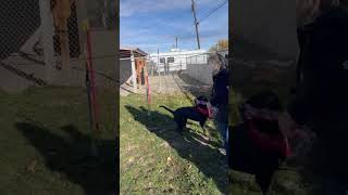 Video preview image #1 Mutt Puppy For Sale in Emmett, ID, USA