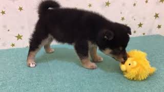 柴犬の動画01