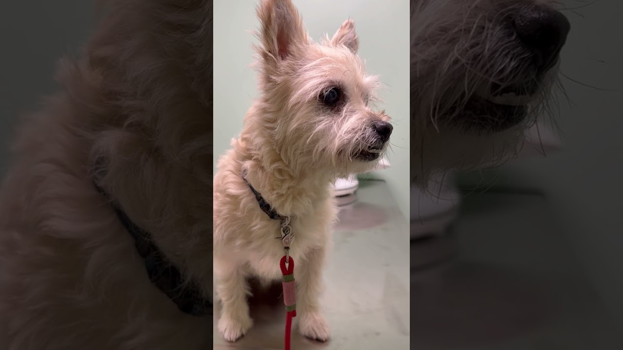 Enlarge Eli, a ADOPTABLE West Highland White Terrier / Westie in Santa Monica, CA video 5/5