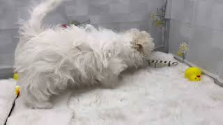 ハーフ犬の動画01