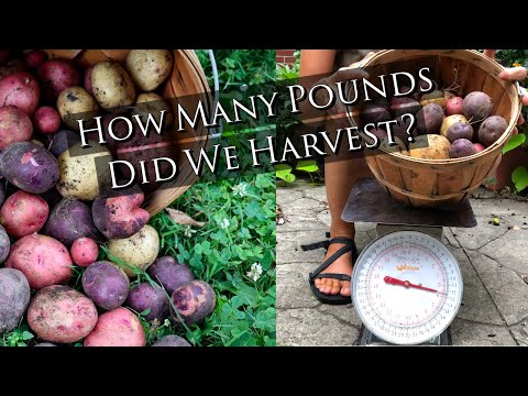 Grow Tub Potato Harvest!  How many pounds did our containers yield?